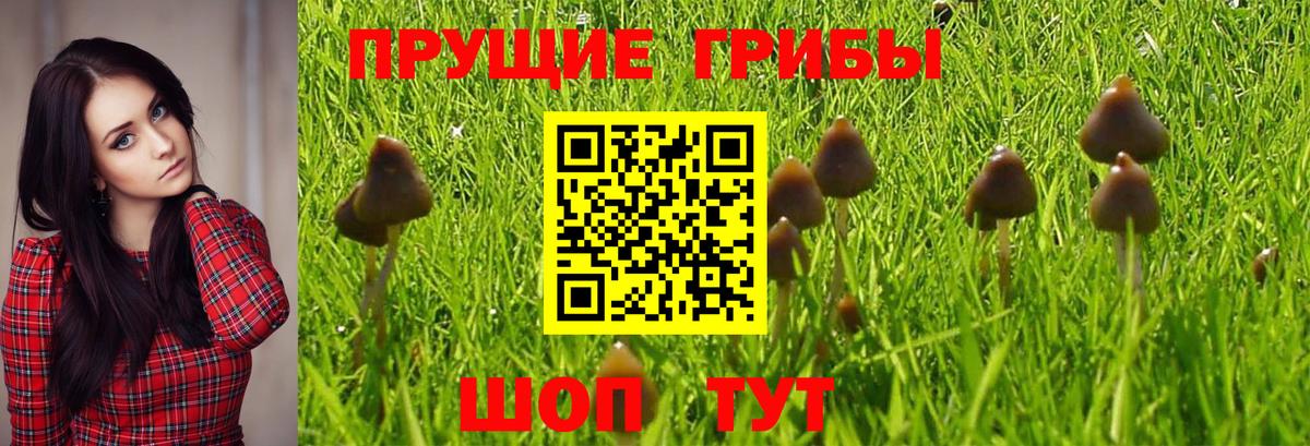 Фрязино  наркотики  Вход с VPN  Псилоцибиновые грибы GOLDEN TEACHER 
